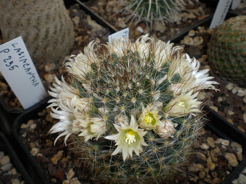 Mammillaria pilispina 