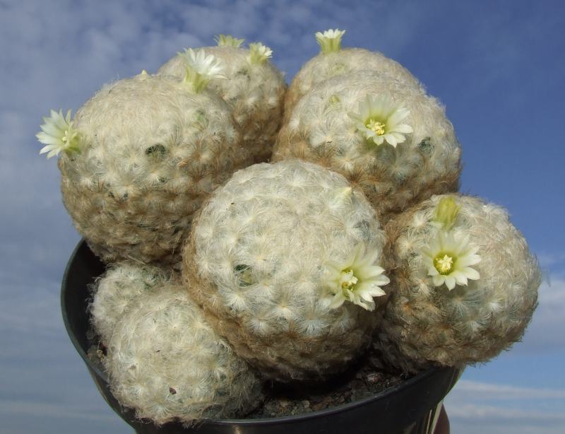 Mammillaria plumosa 