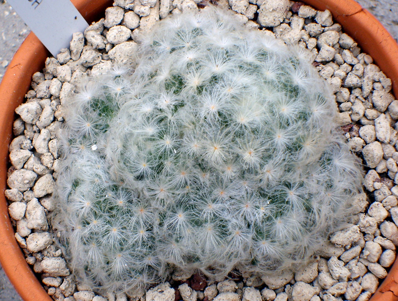 Mammillaria plumosa 