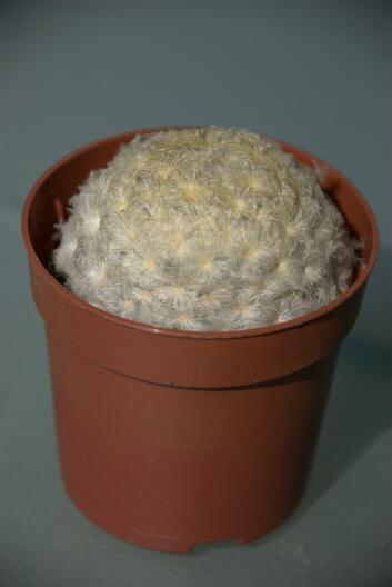 Mammillaria plumosa 