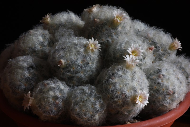 Mammillaria plumosa 