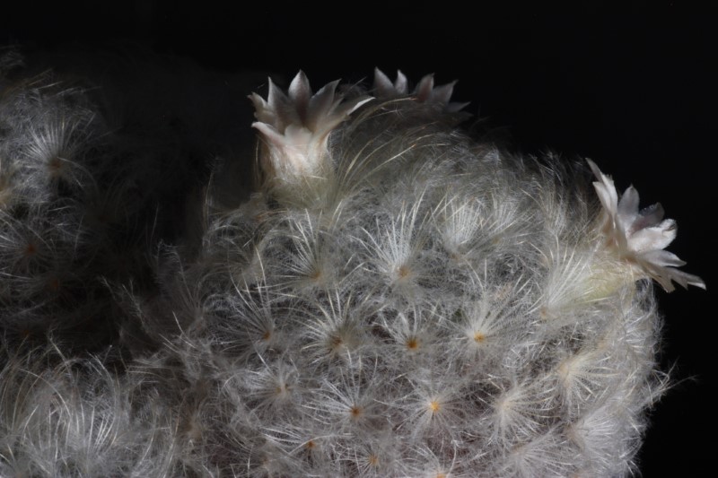 Mammillaria plumosa 