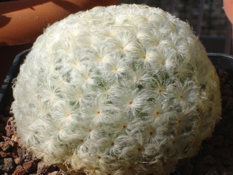 Mammillaria plumosa 