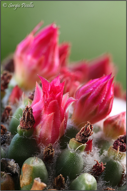 Mammillaria polythele cv. nuda 