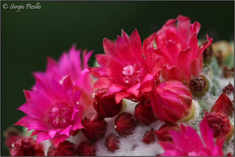 Mammillaria polythele cv. nuda 