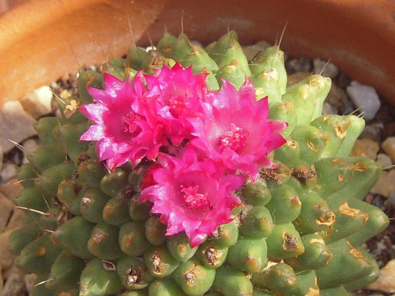 Mammillaria polythele cv. nuda 