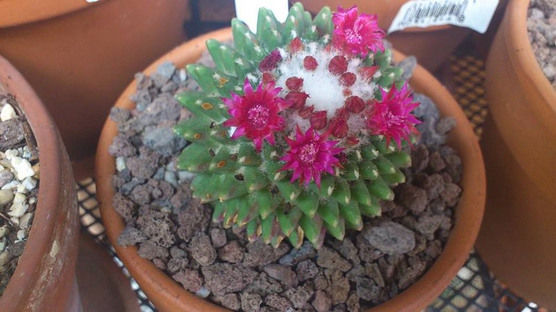 Mammillaria polythele cv. nuda 