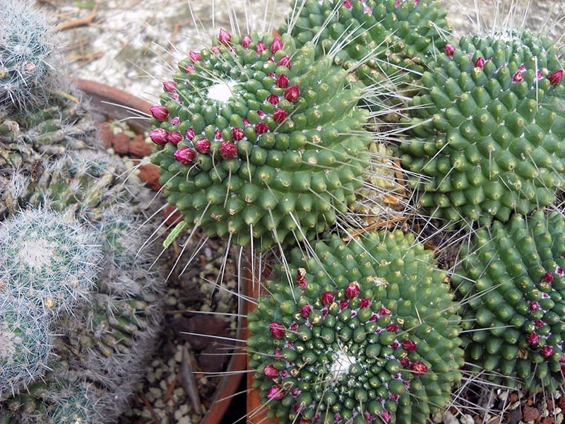 Mammillaria polythele cv. un pico 