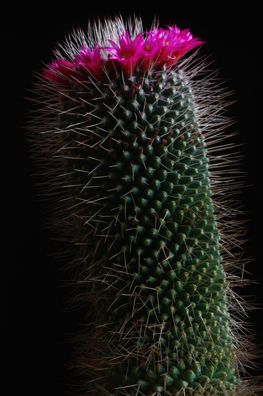 Mammillaria polythele cv. un pico 