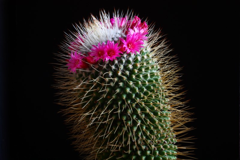 Mammillaria polythele cv. un pico 