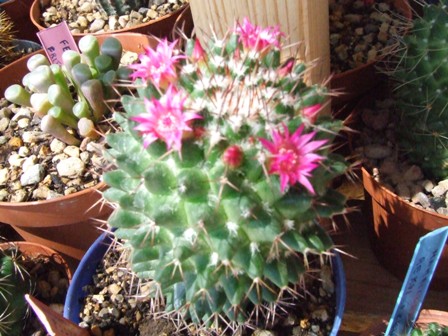 Mammillaria pholithele 55-08