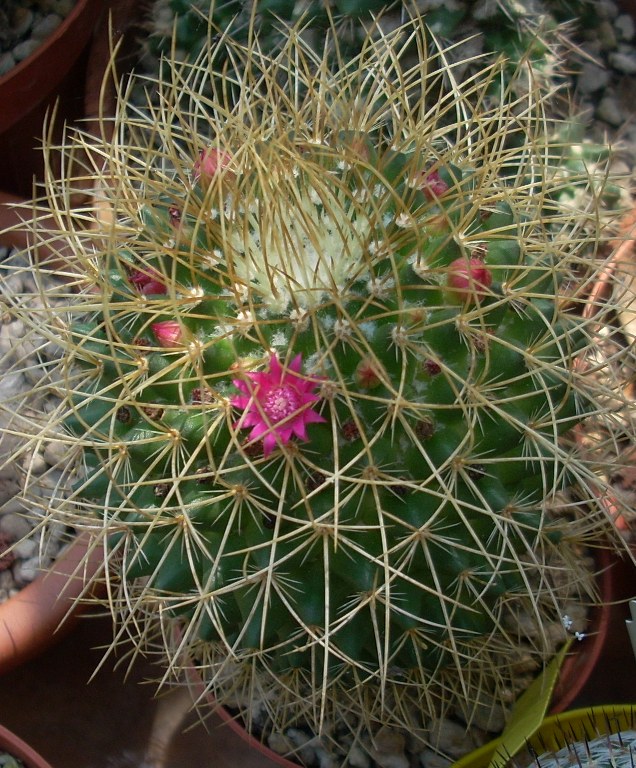 Mammillaria polythele ssp. obconella 