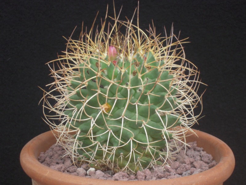 Mammillaria polythele ssp. obconella 