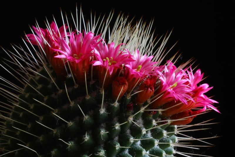 Mammillaria polythele cv. un pico 