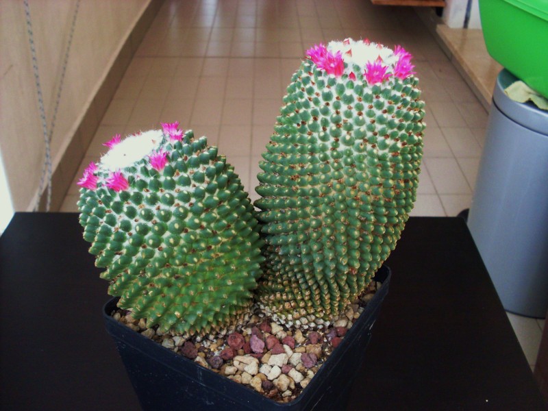 Mammillaria polythele cv. nuda 