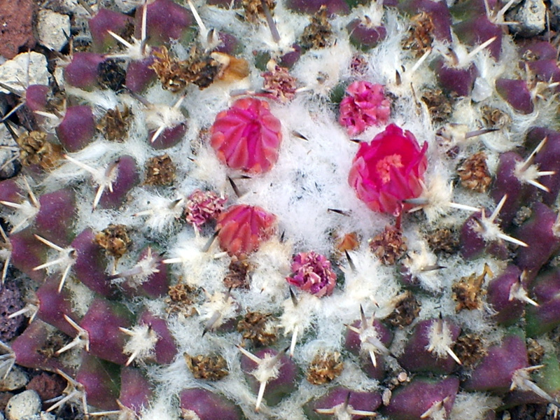 Mammillaria priessnitzii 