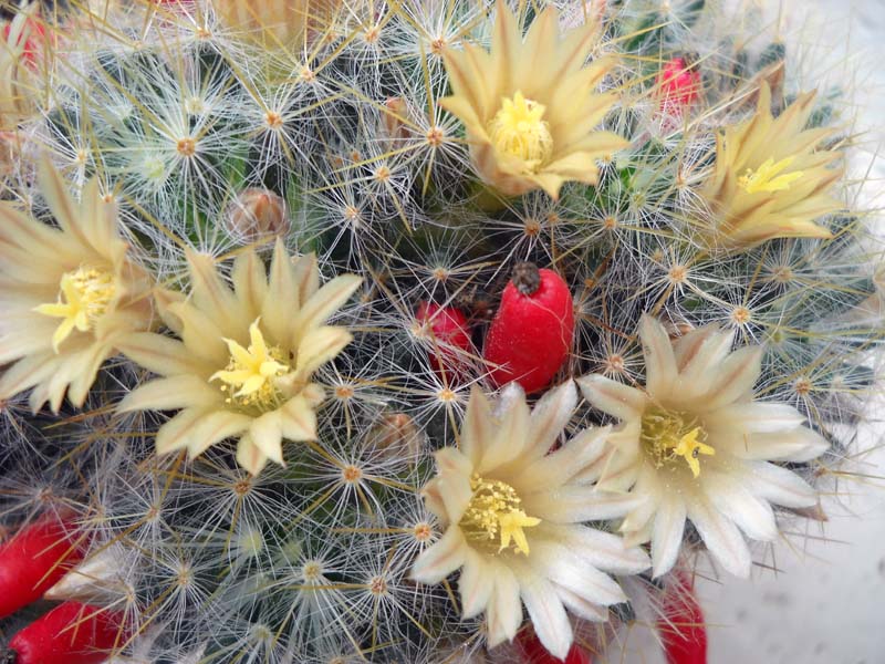 Mammillaria prolifera 