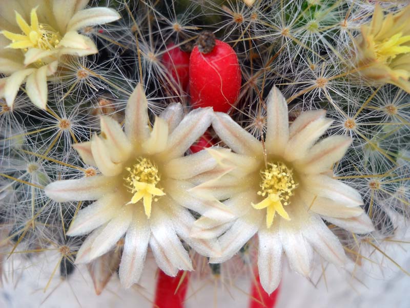 Mammillaria prolifera 