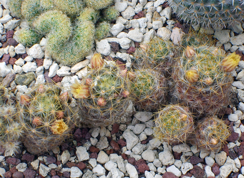 Mammillaria prolifera 