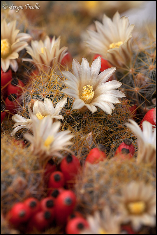 Mammillaria prolifera 