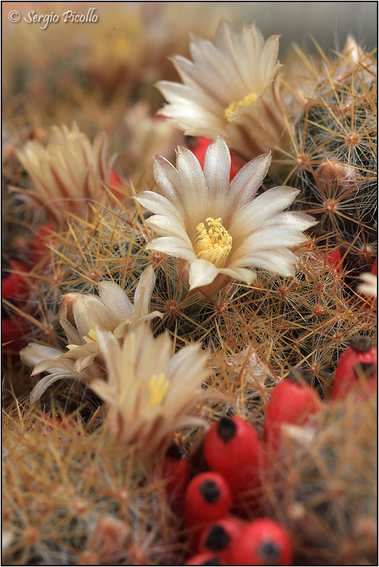 Mammillaria prolifera 