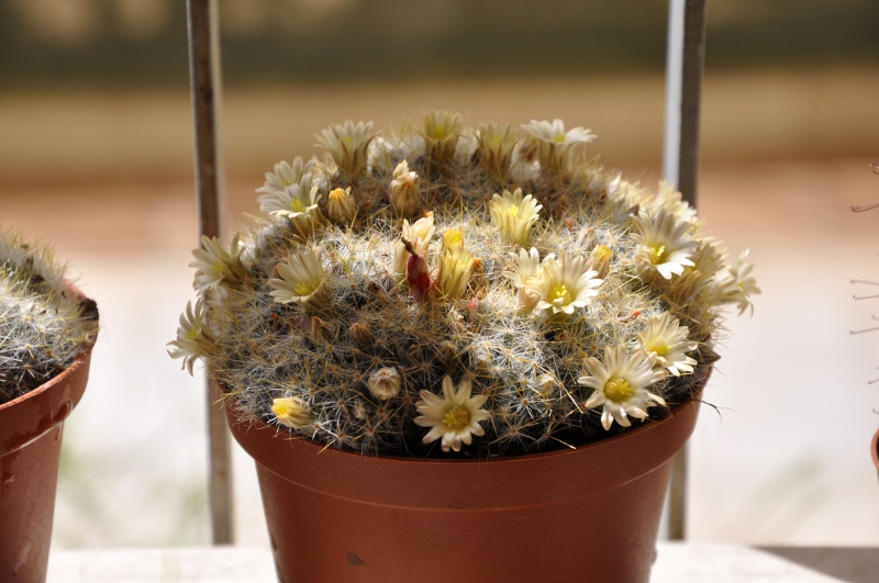 Mammillaria prolifera 