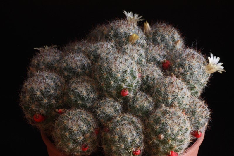 Mammillaria prolifera 