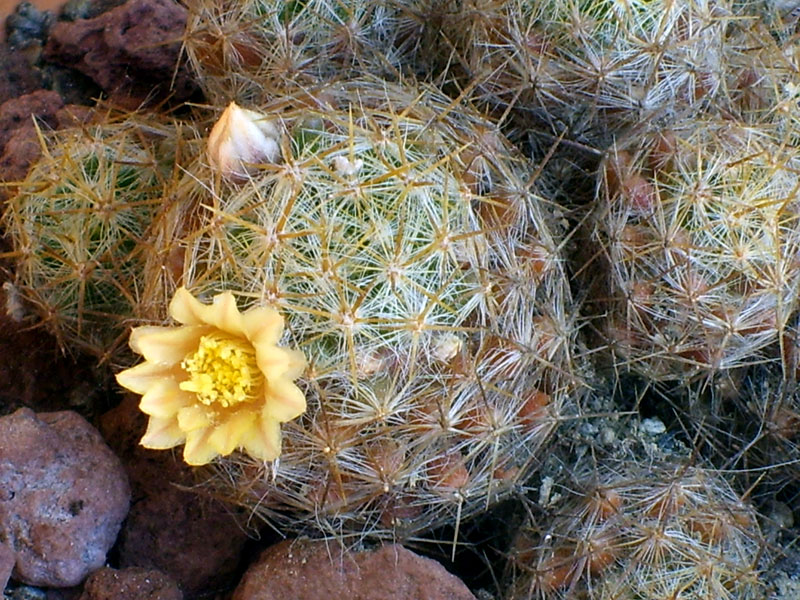 Mammillaria prolifera 