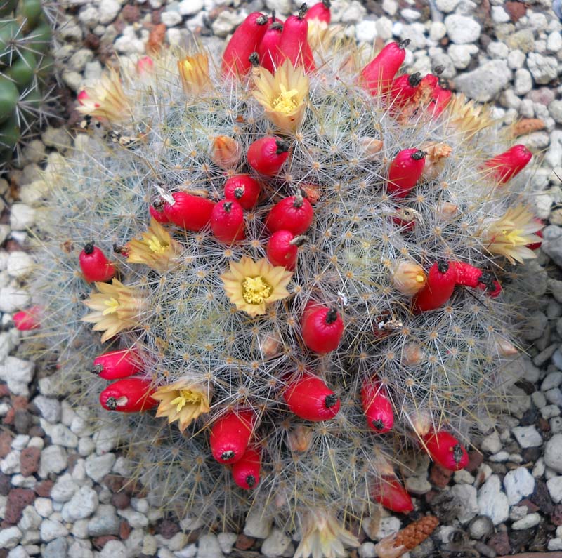 Mammillaria prolifera 