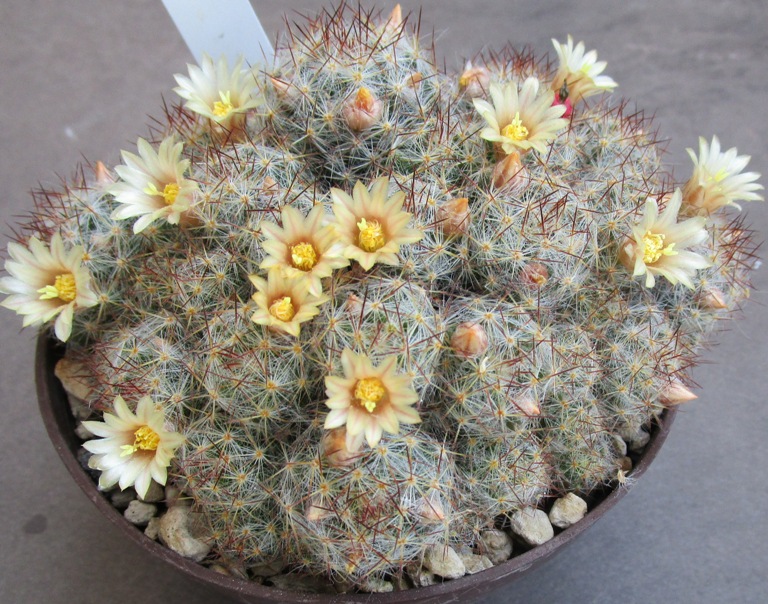 Mammillaria prolifera 