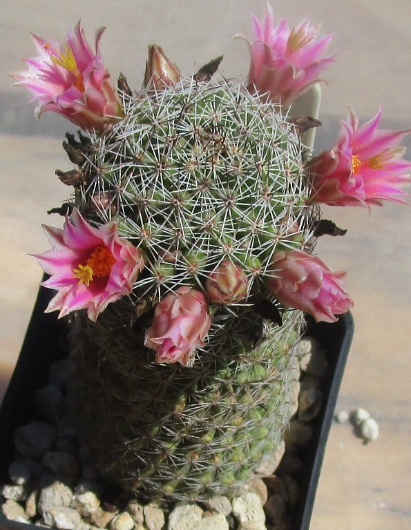 Mammillaria pseudoalamensis 