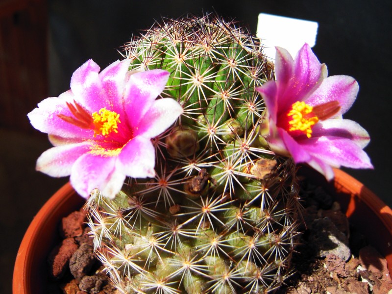 Mammillaria pseudoalamensis 