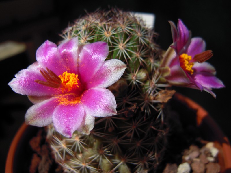 Mammillaria pseudoalamensis 