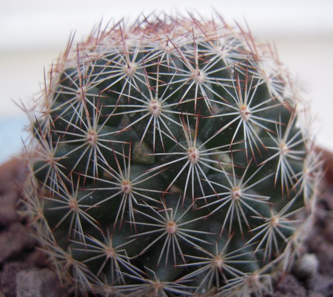 Mammillaria pseudoalamensis 