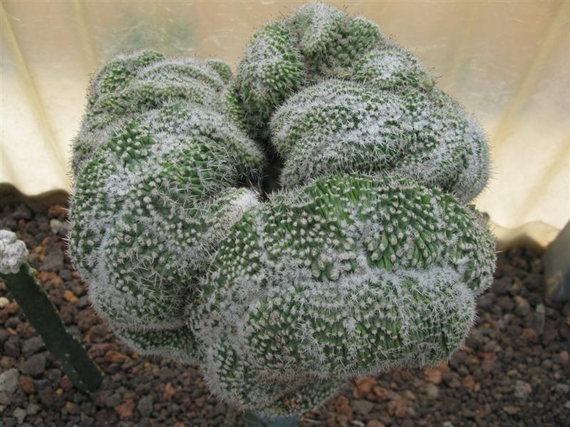 Mammillaria pseudoperbella f. cristata 