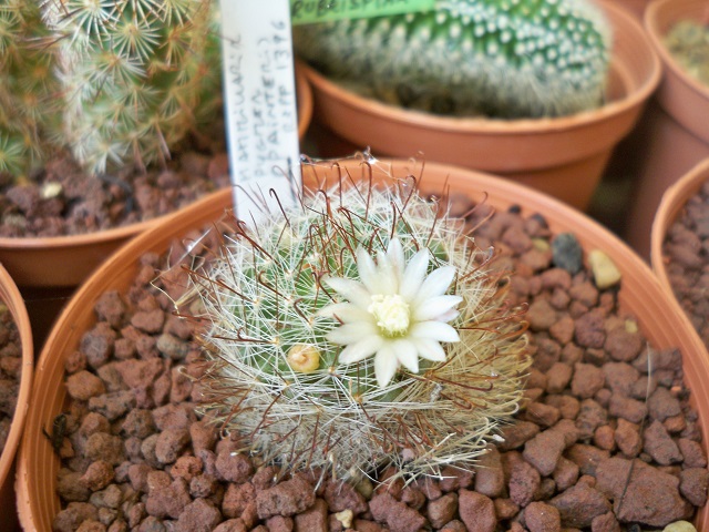 Mammillaria pygmaea Repp 1396