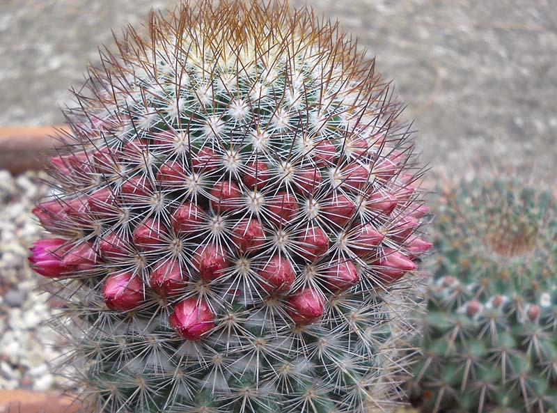 Mammillaria rekoi 