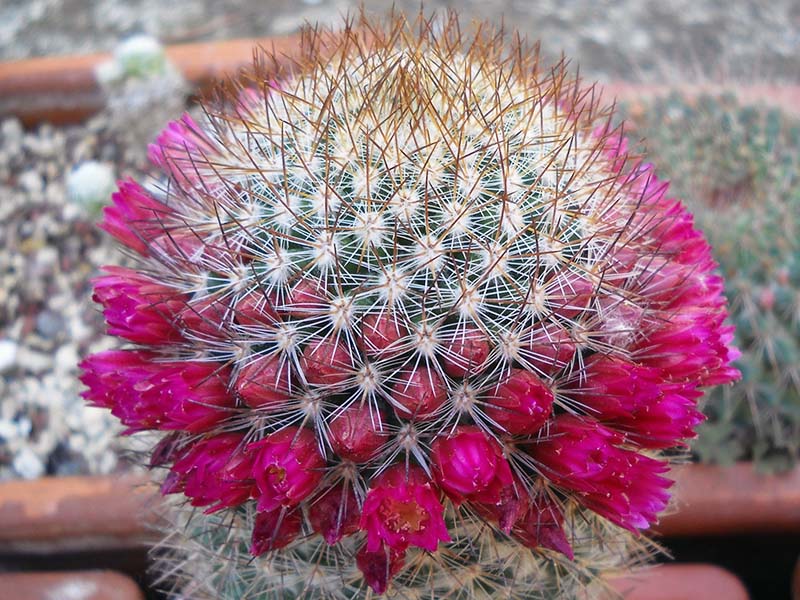 Mammillaria rekoi 