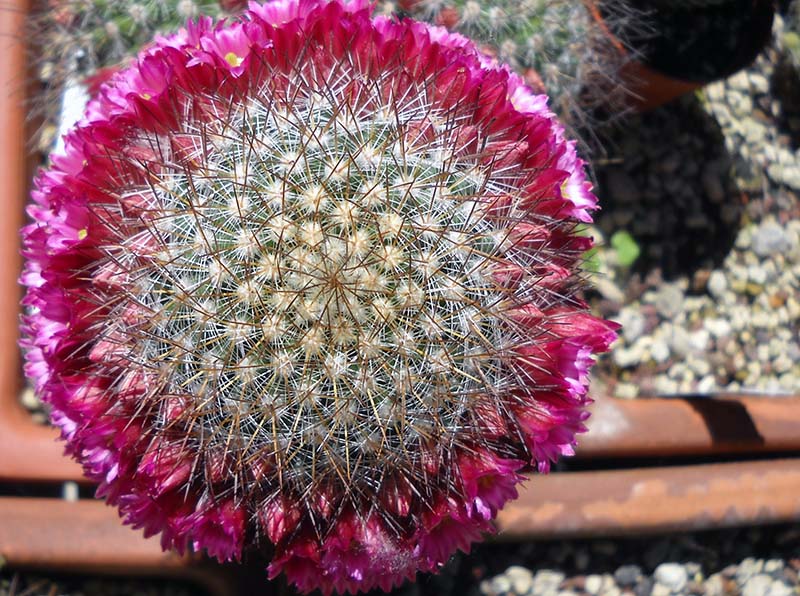 Mammillaria rekoi 