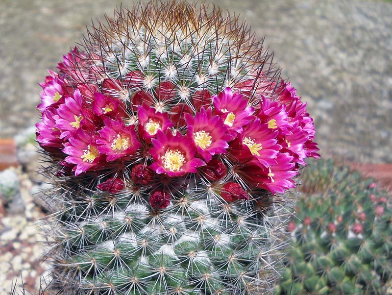 Mammillaria rekoi 