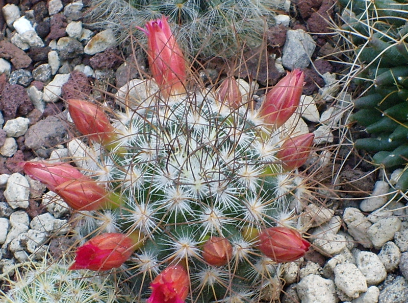 Mammillaria rekoi ssp. leptacantha 