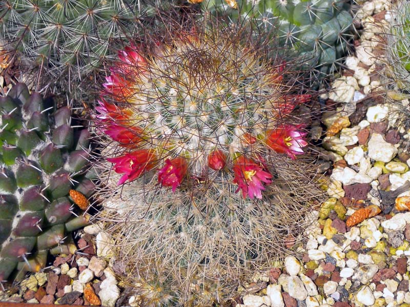 Mammillaria rekoi ssp. leptacantha 