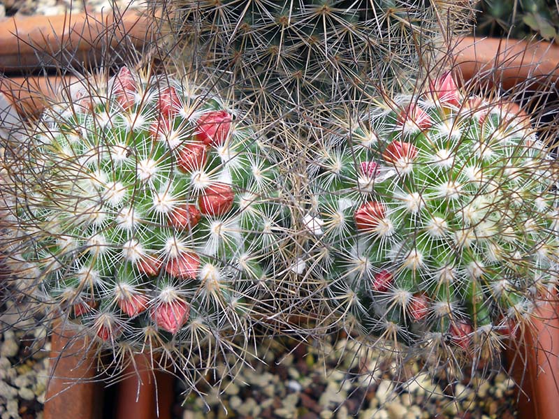 Mammillaria rekoi ssp. leptacantha 