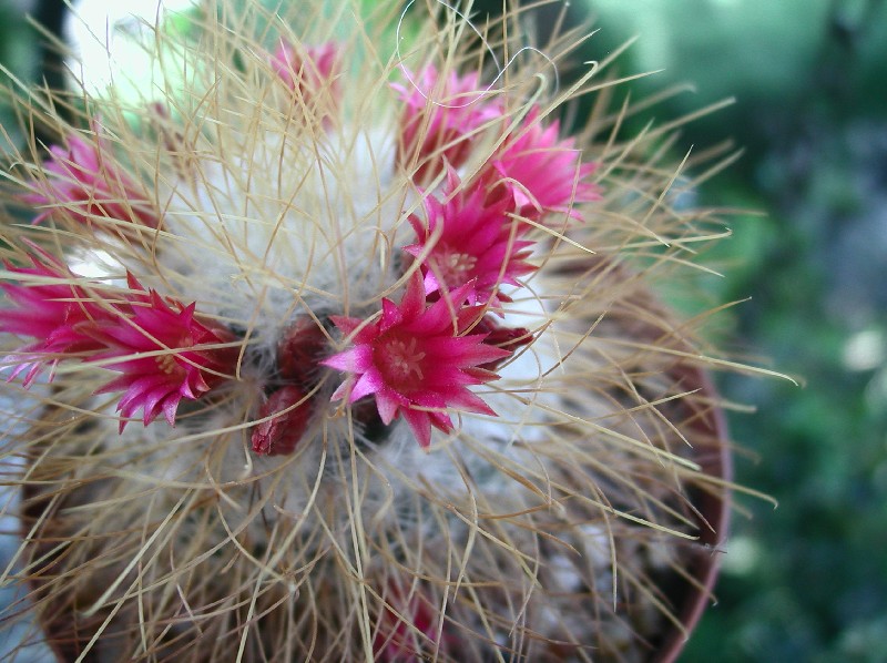 Mammillaria rekoi ssp. leptacantha 