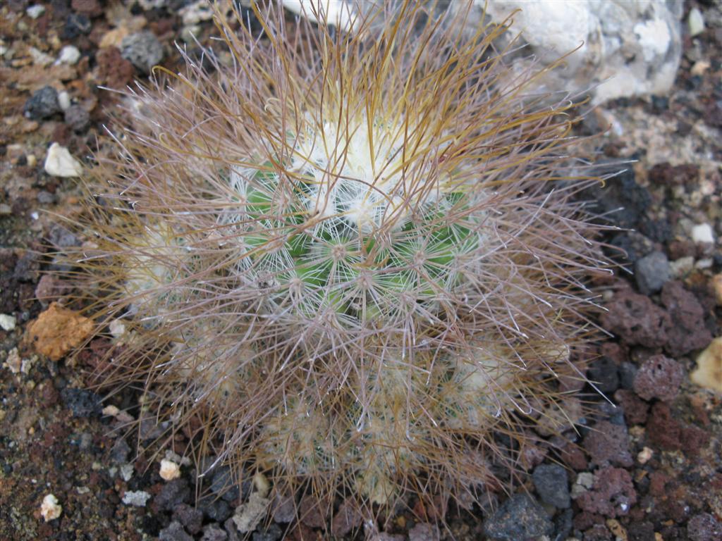 Mammillaria rekoi v. leptacantha 