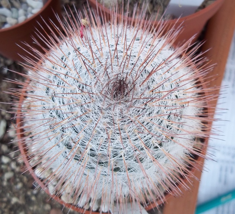 Mammillaria aff. chionocephala ROG 90