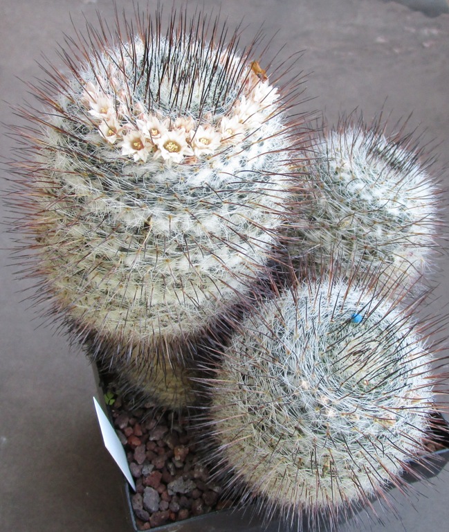 Mammillaria ritteriana 