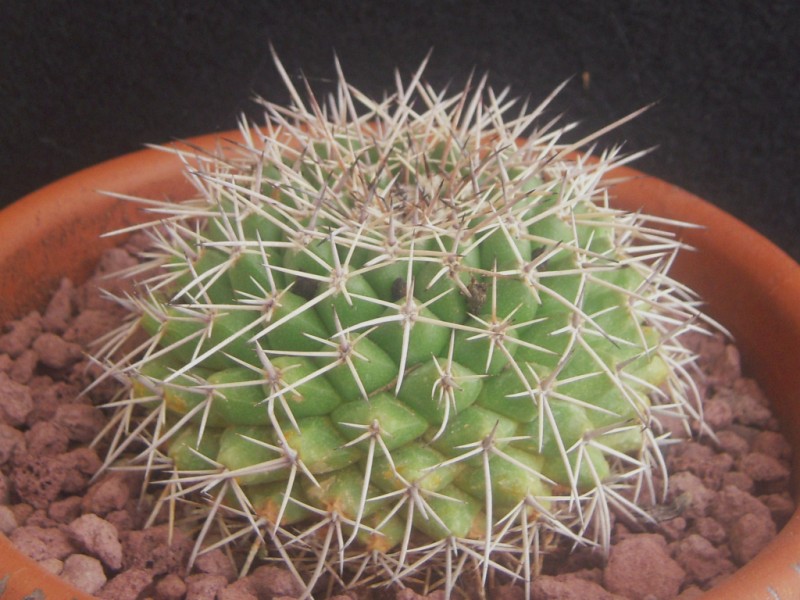 Mammillaria roseoalba 