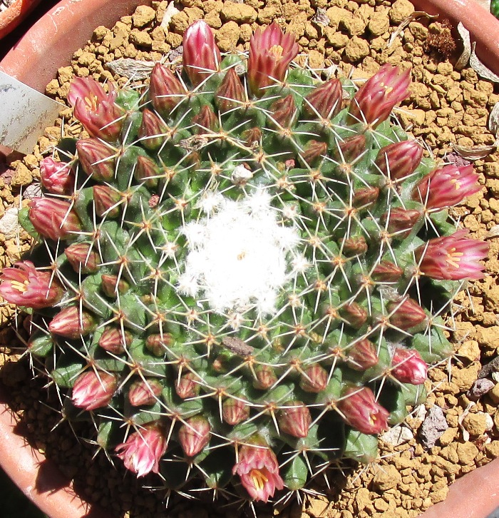 Mammillaria roseoalba L1170