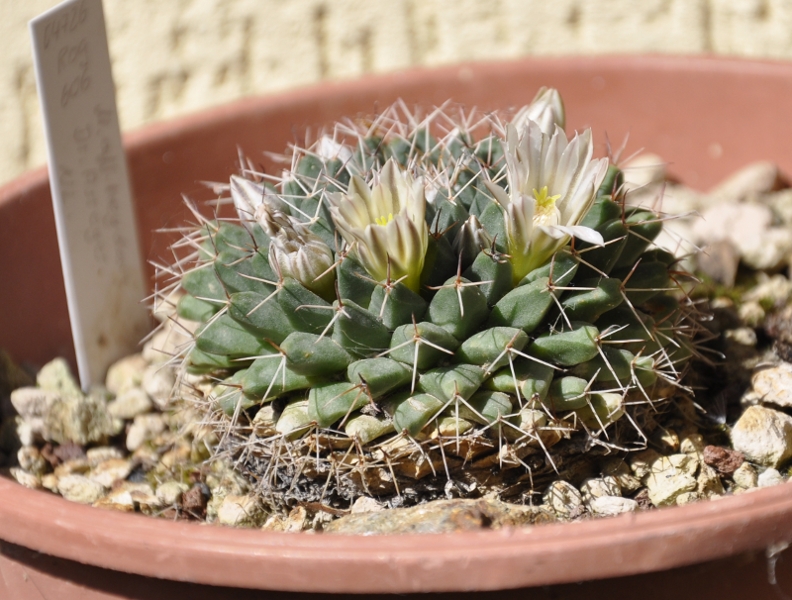 Mammillaria roseoalba Rog 606